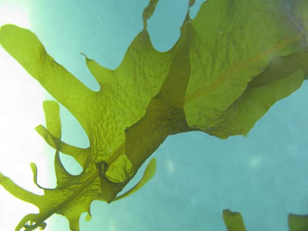Algea Extract